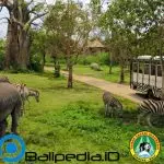 Bali Safari Marine Park