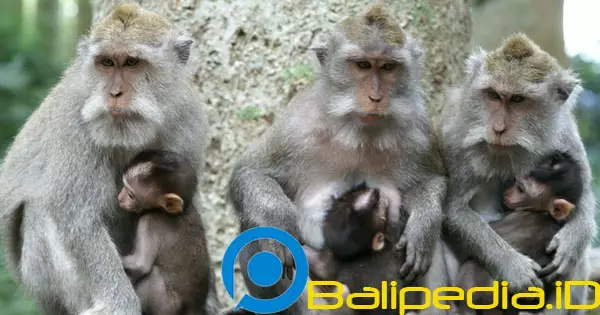 Monyet di Sangeh