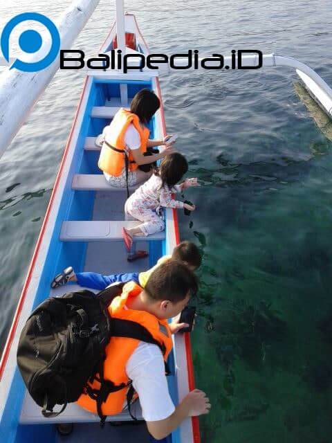 Dolphin di Lovina Bali