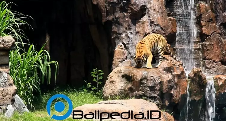 Harimau Show Taman Safari Bali