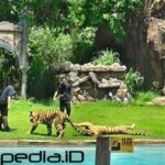 Booking Safari Explorer