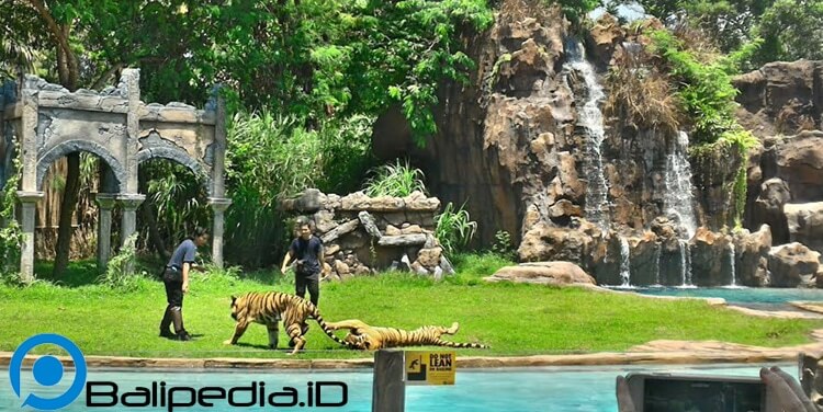 Harimau Show Taman Safari Bali
