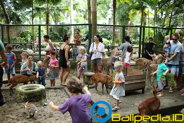Petting Bali Zoo