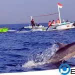 Lumba-Lumba Lovina Bali