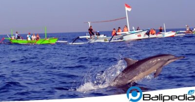 Lumba-Lumba Lovina Bali