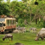 Tips Wisata Seru Bersama Keluarga di Bali Safari and Marine Park
