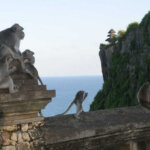 Super Keren! 5 Wisata Kera Paling Dicari di Bali