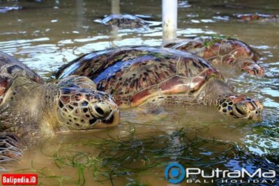 Pulau Penyu Tanjung Benoa Bali