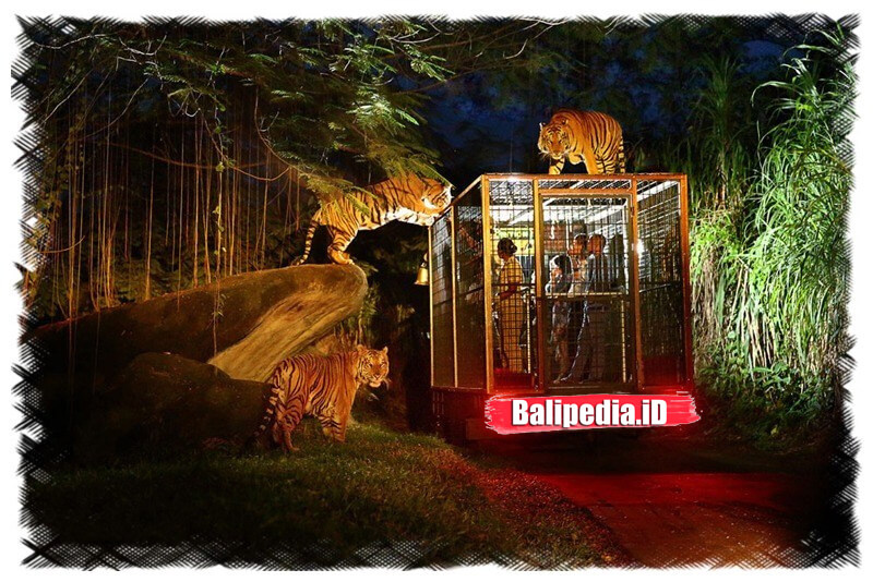 Night Safari Bali