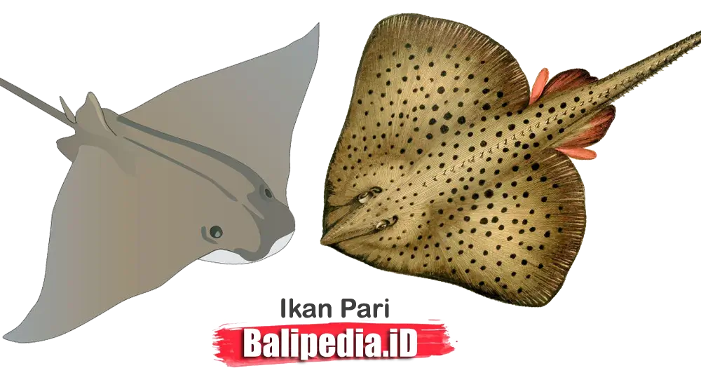 Ikan Pari Marine Safari Bali